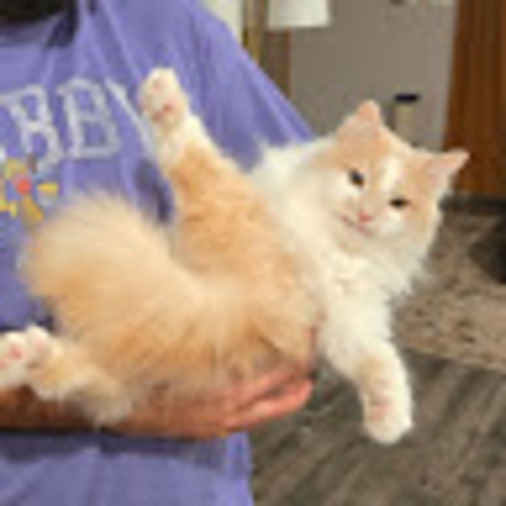 Meet your Posher, Cheyenne